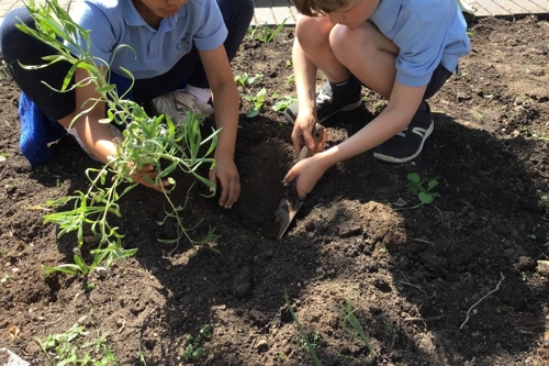 Two school children plant a green plant in a hole in a pile of brown soil